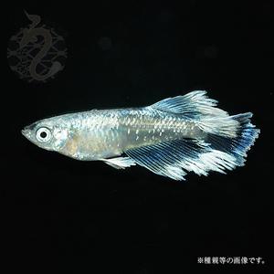 ふるさと納税 メダカ「レーヴ（レーブ）」2ペア 埼玉県富士見市