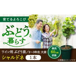 ふるさと納税 ワイン用 ブドウ苗(シャルドネ) ...の商品画像