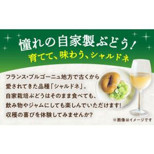 ふるさと納税 ワイン用 ブドウ苗(シャルドネ)...の詳細画像1