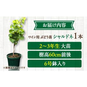 ふるさと納税 ワイン用 ブドウ苗(シャルドネ)...の詳細画像2