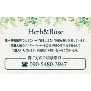ふるさと納税 ワイン用 ブドウ苗(シャルドネ)...の詳細画像4