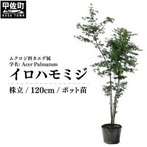 ふるさと納税 イロハモミジ(伊呂波紅葉)苗木 株...の商品画像