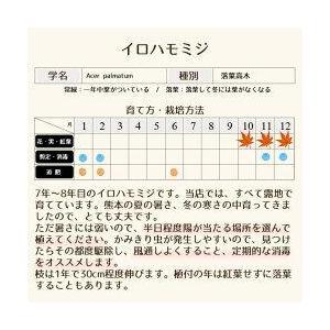ふるさと納税 イロハモミジ(伊呂波紅葉)苗木 ...の詳細画像1