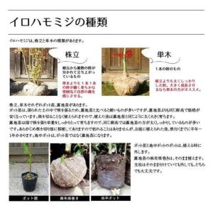ふるさと納税 イロハモミジ(伊呂波紅葉)苗木 ...の詳細画像2