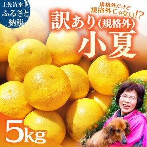 ふるさと納税 小夏 5kg 令和9年4月中旬以降発送 訳あり 規格外 柑橘 井村農園【小夏】【R01...