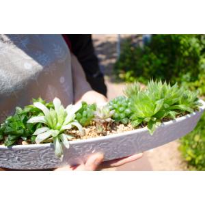 ふるさと納税 ハオルチアの寄せ植え【多肉植物 植物 グリーン よせうえ 観葉植物 手植え 癒し インテリア ナチュラル かわいい 自然 プレゼント .. 島根県大田市