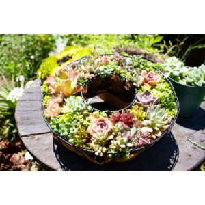 ふるさと納税 多肉植物のリース型寄せ植え【多肉植物 植物 グリーン おすすめ 約30種 よせうえ 観葉植物 手植え 癒し インテリア ナチュラル か.. 島根県大田市