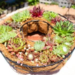ふるさと納税 センペルビウムのリース型寄せ植え【多肉植物 植物 グリーン おすすめ よせうえ 観葉植物 手植え 癒し インテリア ナチュラル かわ.. 島根県大田市
