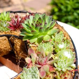 ふるさと納税 センペルビウムのリース型寄せ植え...の詳細画像1