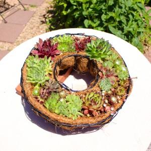 ふるさと納税 センペルビウムのリース型寄せ植え...の詳細画像2
