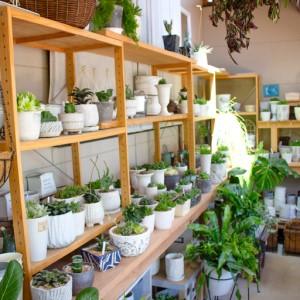 ふるさと納税 センペルビウムのリース型寄せ植え...の詳細画像3