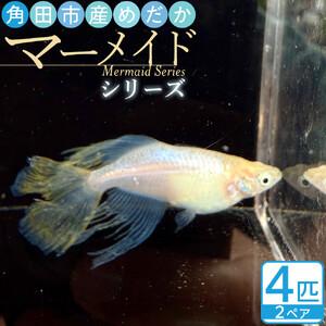 ふるさと納税 角田市産めだか（マーメイドシリーズ）　2ペア 宮城県角田市