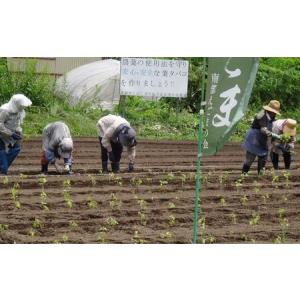 ふるさと納税 無農薬・無化学肥料 青森県産 生...の詳細画像3