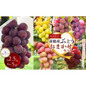ふるさと納税 ぶどう 約2.5kg 4〜5房入り 【ピオーネ ぶどう 葡萄 ブドウ 藤稔 安芸クイーン 多摩ゆたか 紅伊豆 ゴルビー 令和8年発送 期間限定 .. 滋賀県彦根市