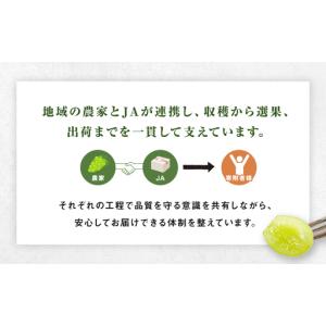 ふるさと納税 長崎県産 シャインマスカット 約...の詳細画像3