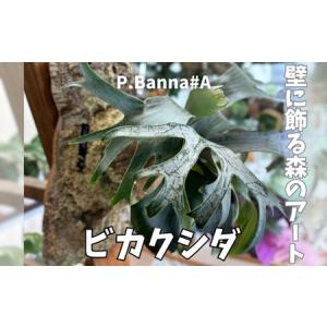 ふるさと納税 ビカクシダ(コウモリラン)バンナ#A P. Banna#A 大阪府河内長野市