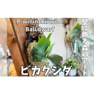 ふるさと納税 ビカクシダ(コウモリラン) バリドワーフ P.willinckii wild Bali dwarf コルク仕立て 観葉植物 コウモリラン インテリアグリー.. 大阪府河内長野市