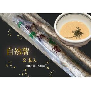 ふるさと納税 【12月より順次発送】自然薯　2本入り　約1.4kg〜1.6kg【配送不可地域：離島・...