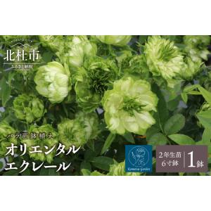 ふるさと納税 バラ苗鉢植え「オリエンタルエクレール」 [h190] 山梨県北杜市