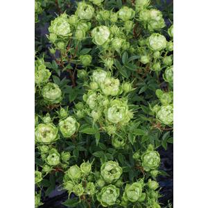 ふるさと納税 バラ苗鉢植え「オリエンタルエクレ...の詳細画像1
