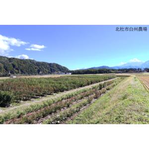 ふるさと納税 バラ苗鉢植え「オリエンタルエクレ...の詳細画像2