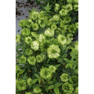 ふるさと納税 バラ苗鉢植え「オリエンタルエクレ...の詳細画像2
