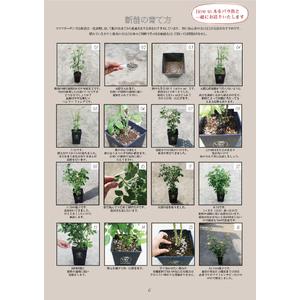 ふるさと納税 バラ苗鉢植え「オリエンタルエクレ...の詳細画像3
