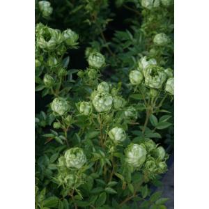 ふるさと納税 バラ苗鉢植え「オリエンタルエクレ...の詳細画像3