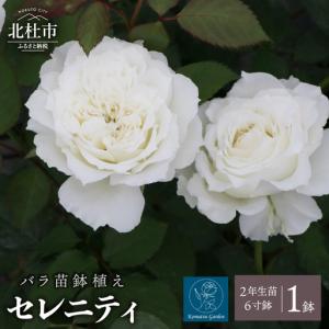 ふるさと納税 バラ苗鉢植え「セレニティ」 [h190] 山梨県北杜市
