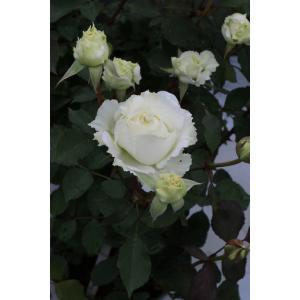 ふるさと納税 バラ苗鉢植え「セレニティ」 [h...の詳細画像1
