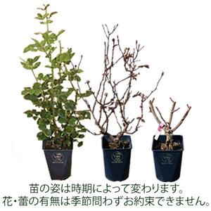 ふるさと納税 バラ苗鉢植え「セレニティ」 [h...の詳細画像4