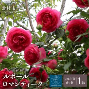 ふるさと納税 バラ苗鉢植え「ルポールロマンティーク」 [h190] 山梨県北杜市