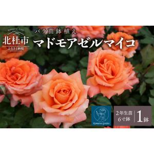 ふるさと納税 バラ苗鉢植え「マドモアゼルマイコ」 [h190] 山梨県北杜市