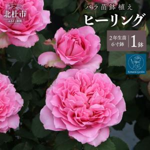 ふるさと納税 バラ苗鉢植え「ヒーリング」 [h190] 山梨県北杜市