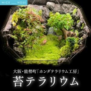 ふるさと納税 苔テラリウム | ホンダテラリウム工房 【1540596】 大阪府能勢町
