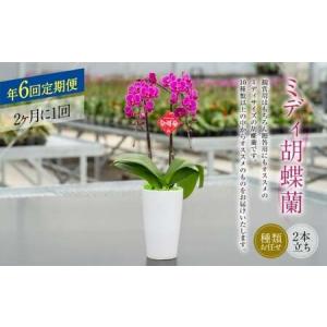 ふるさと納税 【年6回定期便】ミディ胡蝶蘭の定期便 花 お花 植物 蘭 洋蘭 ラン インテリア アレンジ アレンジメント 鑑賞 観賞用 贈答用 熊本県