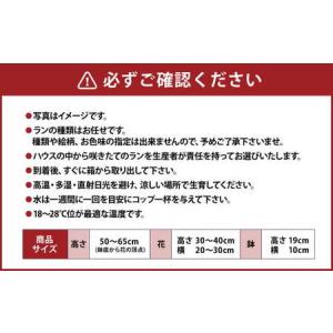ふるさと納税 【年6回定期便】ミディ胡蝶蘭の定...の詳細画像2