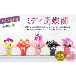 ふるさと納税 【年4回定期便】ミディ 胡蝶蘭 3本立ち 花 お花 植物 蘭 洋蘭 ラン インテリア アレンジ アレンジメント 鑑賞 観賞用 贈答用 熊本県