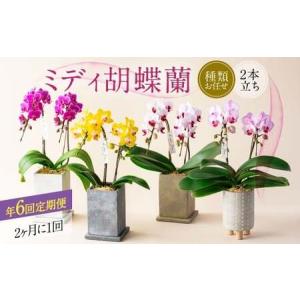 ふるさと納税 【年6回定期便】ミディ胡蝶蘭 KouBou 4種 ミディ胡蝶蘭 華あかり 2種 2本立ち 花 お花 植物 蘭 洋蘭 ラン インテリア アレンジ アレン.. 熊本県
