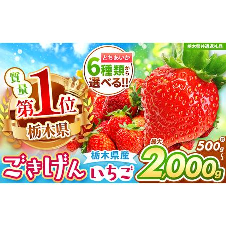 ふるさと納税 【栃木県共通返礼品】【先行予約】訳ありいちご　サイズランダム 1kg以上 | 果物 く...