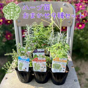 ふるさと納税 ハーブ苗おすすめ9種セット 家庭菜園 観葉植物 ハーブガーデン ガーデニング 花苗 A051-01 広島県世羅町