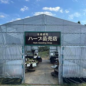 ふるさと納税 ハーブ苗おすすめ9種セット 家庭...の詳細画像2