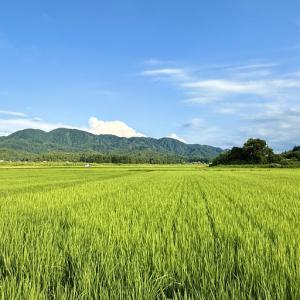 ふるさと納税 【 令和8年産 】 コシヒカリ ...の詳細画像3