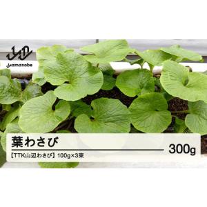 ふるさと納税 【TTK山辺わさび】葉わさび 300g(100g3束) 山形 山辺 送料無料 tk-hwxx300 ※沖縄・離島への配送不可 山形県山辺町｜ふるなび(ふるさと納税)