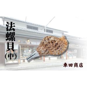 ふるさと納税 法螺貝（中）《車田商店》 奈良県吉野町