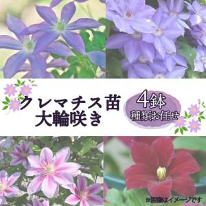 ふるさと納税 花苗 クレマチス 大輪咲き 4鉢 ...の商品画像