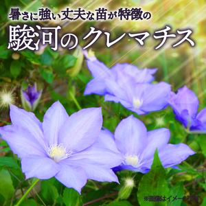ふるさと納税 花苗 クレマチス 大輪咲き 4鉢...の詳細画像1