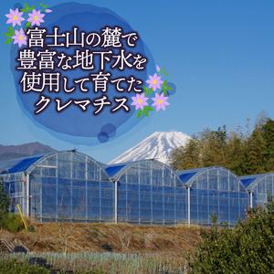 ふるさと納税 花苗 クレマチス 大輪咲き 4鉢...の詳細画像2