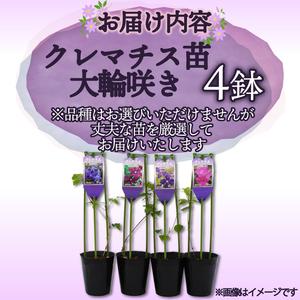 ふるさと納税 花苗 クレマチス 大輪咲き 4鉢...の詳細画像3
