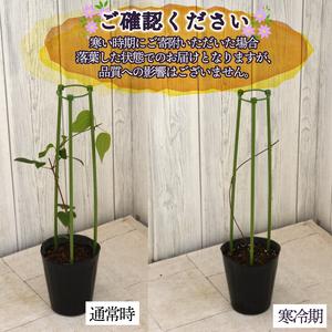 ふるさと納税 花苗 クレマチス 大輪咲き 4鉢...の詳細画像4